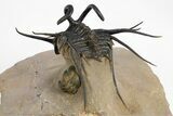 Insane Dicranurus Trilobite - Flying Preparation #310630-2